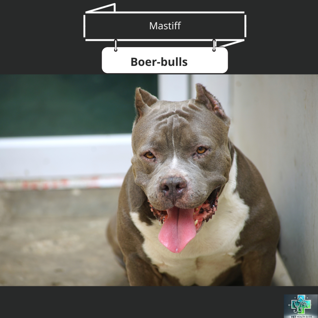 Conditions de détention des chiens dangereux : ce qu'il faut savoir