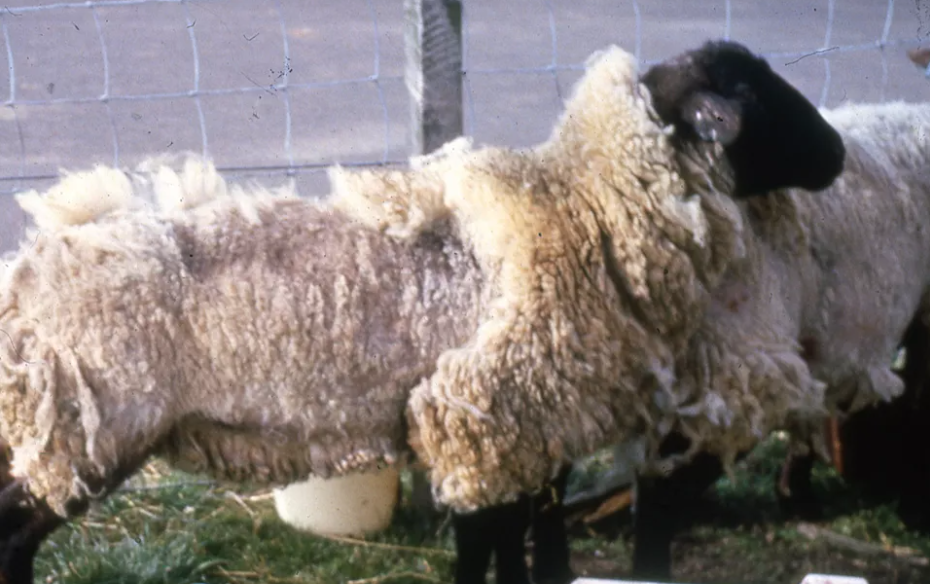 Scrapie : La Maladie Énigmatique Qui Menace nos Moutons et Chèvres