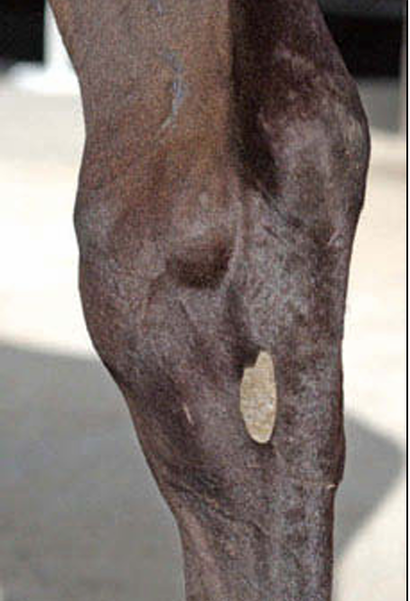 Ostéochondrose : Bien comprendre et protéger votre Cheval