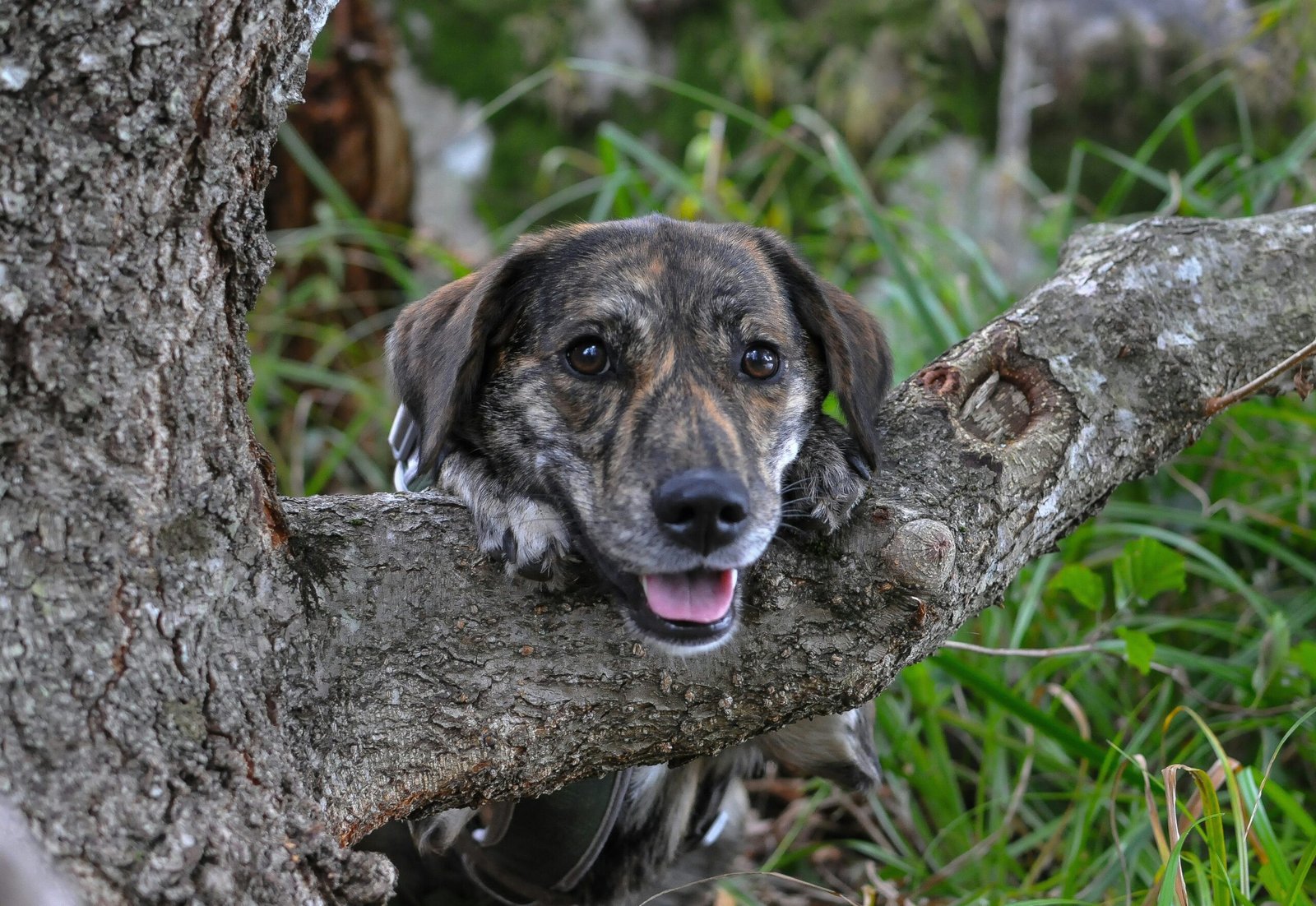 a dog that is sitting in a tree