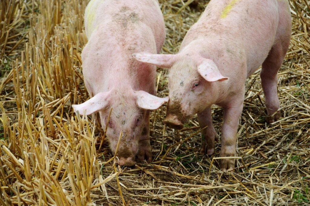 Comprendre la Peste Porcine : Types et Transmission