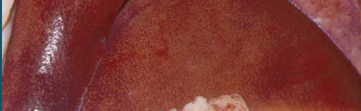 Comprendre la Peste Porcine : Types et Transmission