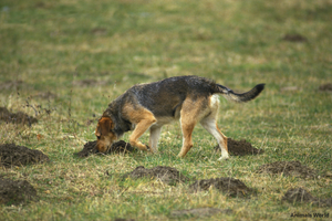 “"Les Secrets Derrière L'odorat Surdéveloppé Des Chiens : 7 Explications Fascinantes"”