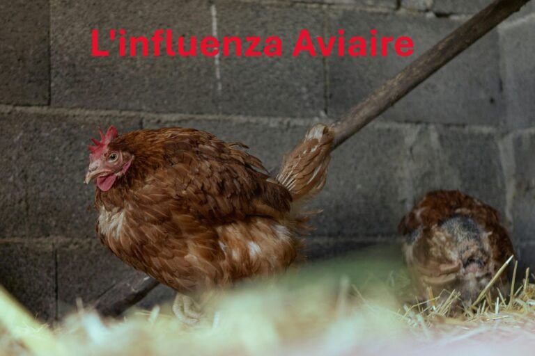 Influenza aviaire : symptômes, transmission et traitements