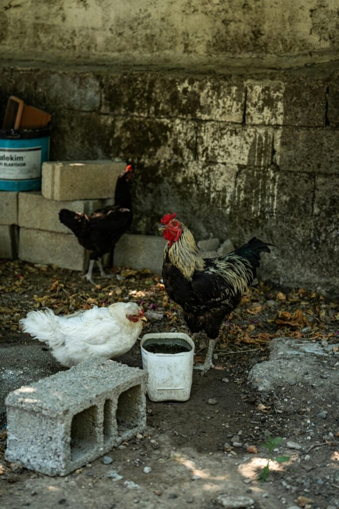 Influenza aviaire : symptômes, transmission et traitements