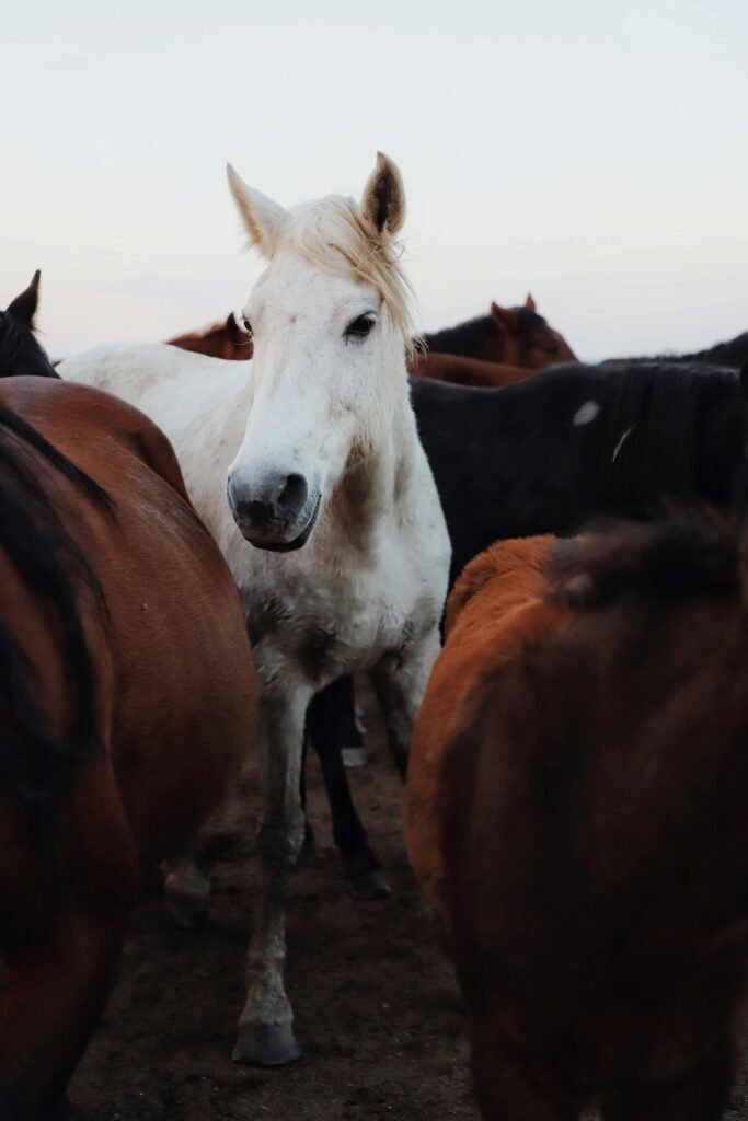 Ostéochondrose : Bien comprendre et protéger votre Cheval