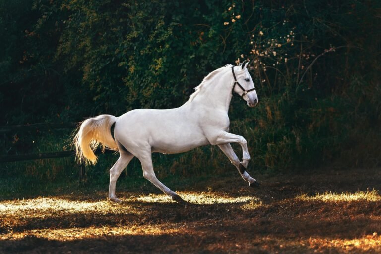 Ostéochondrose : Bien comprendre et protéger votre Cheval