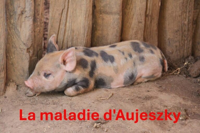 Comprendre la maladie d'Aujeszky chez les porcs