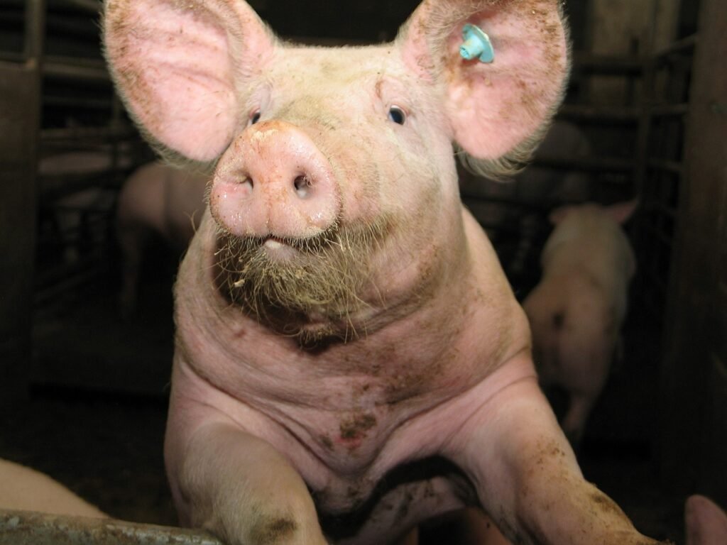 Comprendre la maladie d'Aujeszky chez les porcs