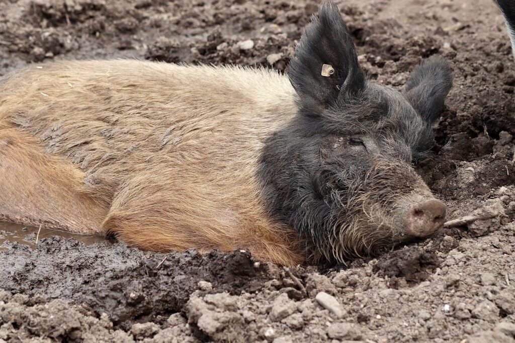 Comprendre la Peste Porcine : Types et Transmission