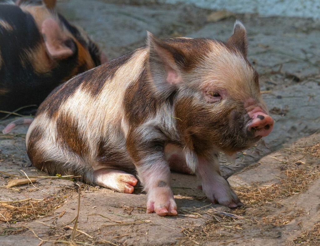 Comprendre la maladie d'Aujeszky chez les porcs