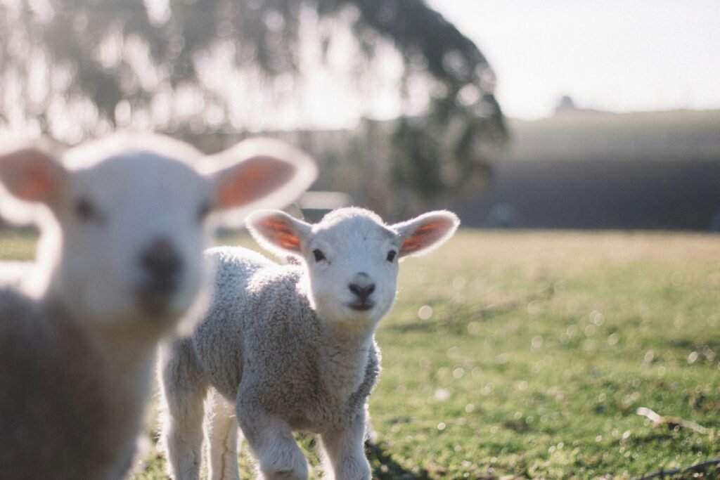 Scrapie : La Maladie Énigmatique Qui Menace nos Moutons et Chèvres